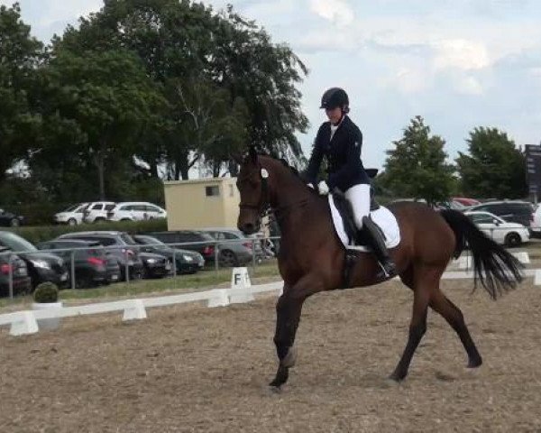 Sommerturnier RFV Heinsberg 2015
