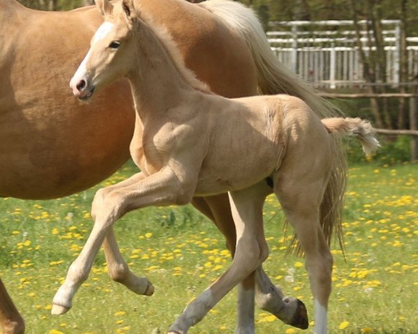 horse Benjamin Barry TS (Westphalian, 2020, from Belissimo NRW)