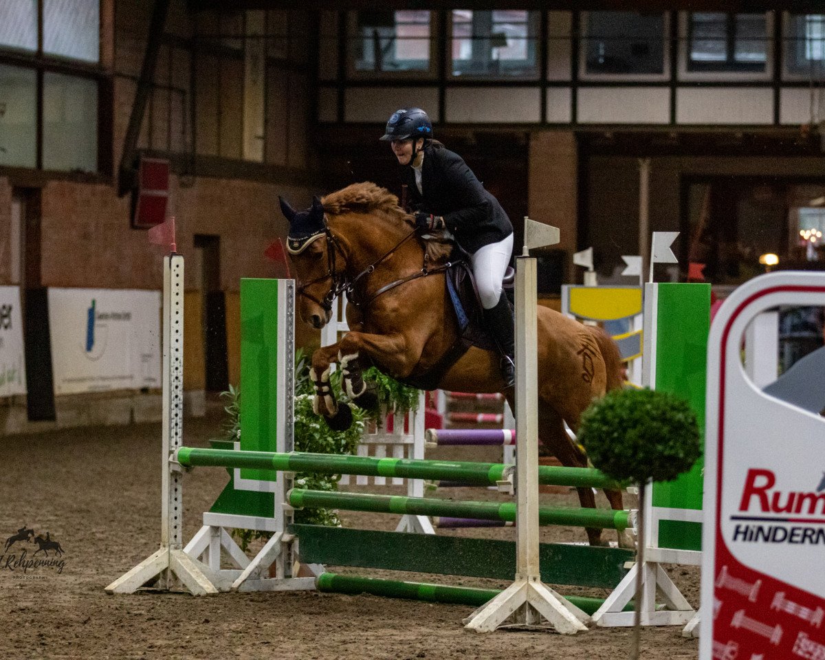 jumper Madonna 225 (New Forest Pony, 2005, from Cadillac)