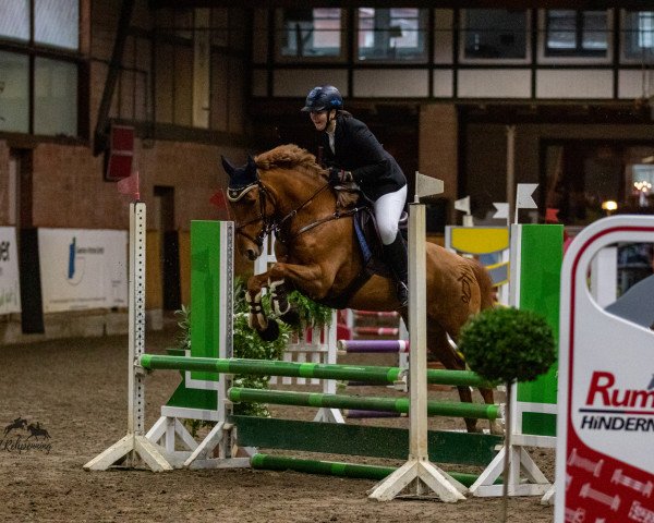 jumper Madonna 225 (New Forest Pony, 2005, from Cadillac)