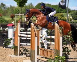 jumper Jylando (KWPN (Royal Dutch Sporthorse), 2014, from Tangelo van de Zuuthoeve)