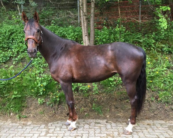 Zuchtstute Belle Fleur 50 (Westfale, 2012, von Belissimo NRW)