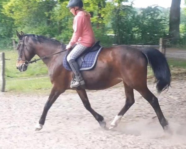 Klacz hodowlana Farastell (Oldenburski, 1998, od Sandro Hit)