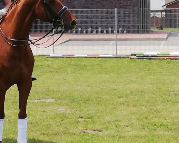 dressage horse Bernado 9 (Hanoverian, 2009, from Brentano II)