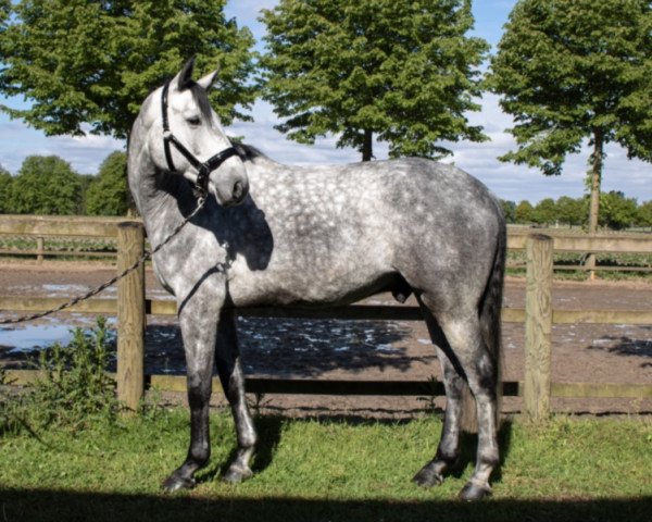 jumper Dieter R (Oldenburg show jumper, 2015, from Diacontinus)