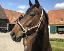 dressage horse Diamond Heart WBJ (Hanoverian, 2016, from Diamond Hit)