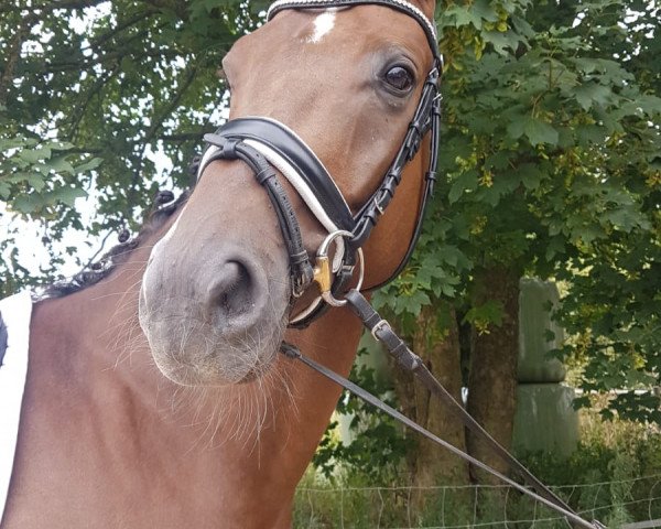 dressage horse Blake 8 (Hanoverian, 2013, from Benetton Dream FRH 1301)