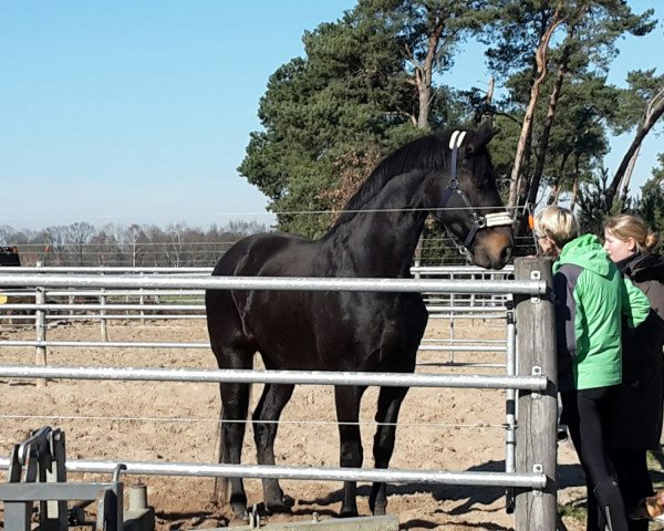 broodmare Daphne (Hanoverian, 2008, from Don Frederico)