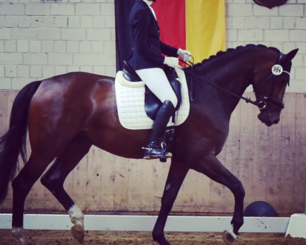 horse Fleur 472 (Hanoverian, 2014, from Tannenhof's Fahrenheit)