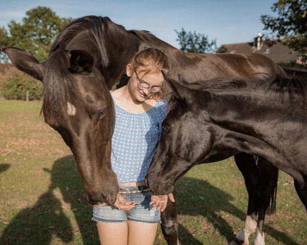 broodmare Fancy Girl B (Westphalian, 2019, from Fürsten-Look)