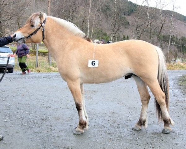 stallion Soltuns Trym (Fjord Horse, 2016, from Brijol)