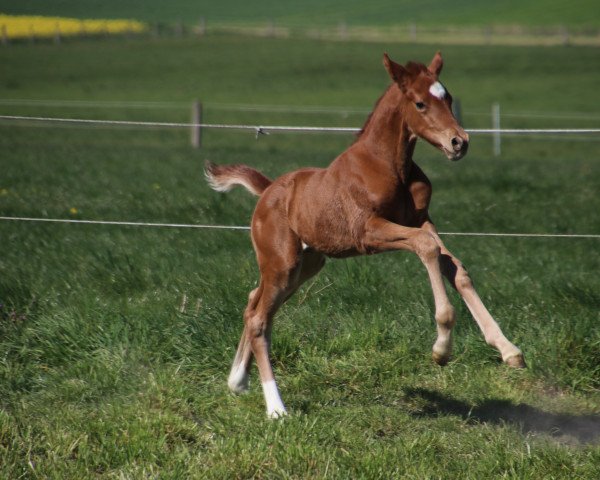 horse Picasso (Oldenburg, 2020, from Moosbachhof's Peron)