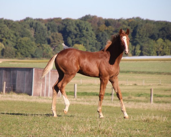 horse Boccia (Oldenburg, 2019, from Blue Hors Baron)