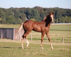 Pferd Boccia (Oldenburger, 2019, von Blue Hors Baron)