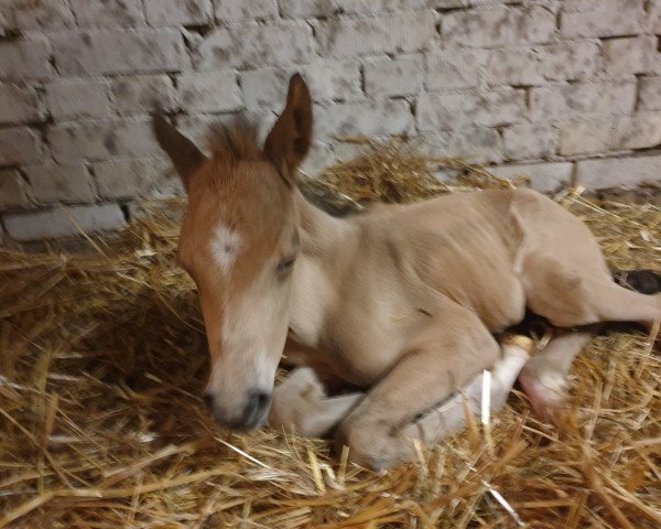 horse starlight´s Cherry DW (German Riding Pony, 2020, from Reitland's Du oder Keiner)