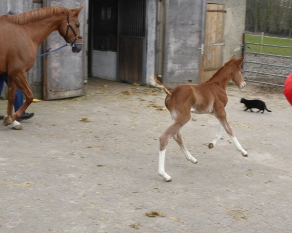 horse Fritz (Hanoverian, 2016, from Nymphenburg's First Ampere)