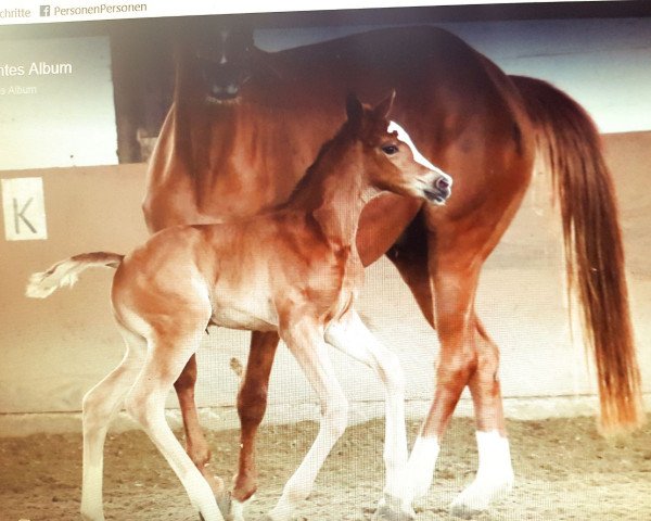 horse Bonne Chance (Oldenburg, 2018, from Belissimo NRW)