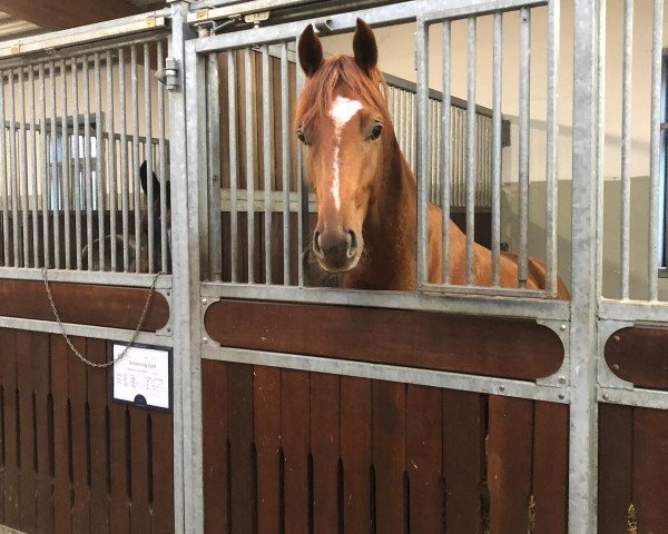dressage horse Roncalli von Hohenbühl (Oldenburg, 2017, from Rubin Royal OLD)