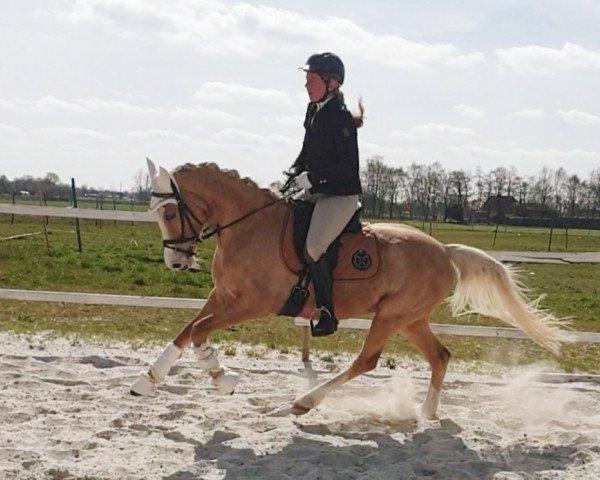 Zuchtstute Mai Girl (Deutsches Reitpony, 2013, von FS Mr. Right)