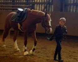 jumper Ginger Ale (German Riding Pony, 2017, from Greylight)