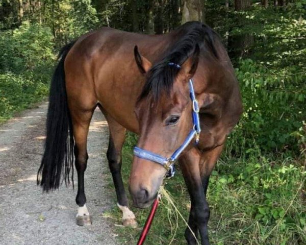horse Romanciero (Oldenburg, 2012, from Blue Hors Romanov)