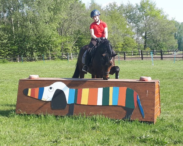 jumper Grande Dame 24 (Hanoverian, 2014, from Grafenstolz)