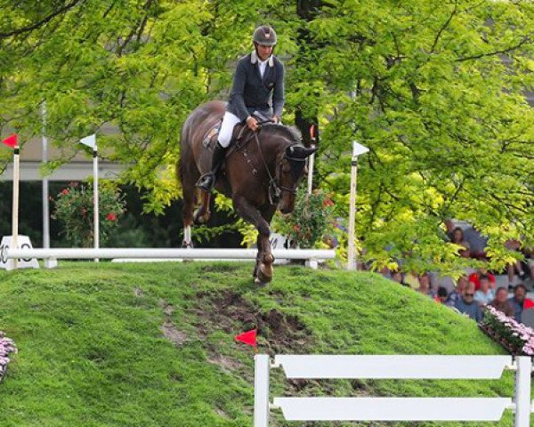 Springpferd Dadullah (KWPN (Niederländisches Warmblut), 2008, von Wittinger)