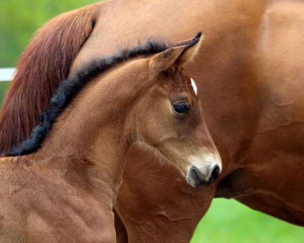 horse Fuchur (Hanoverian, 2020, from Fusionist)