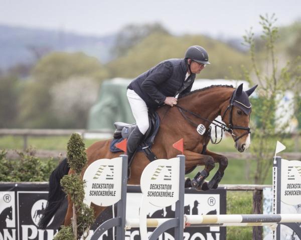 Springpferd Zaphira 28 (Westfale, 2019, von Zinedream)