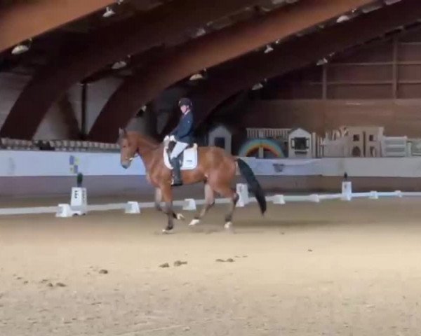 Reitturnier Wiesbaden Hofgut Adamstal 2021