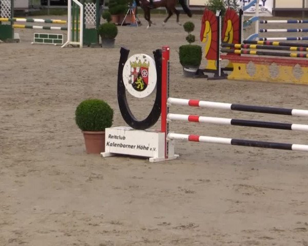 Reitturnier Kalenborn Hegehof 2015