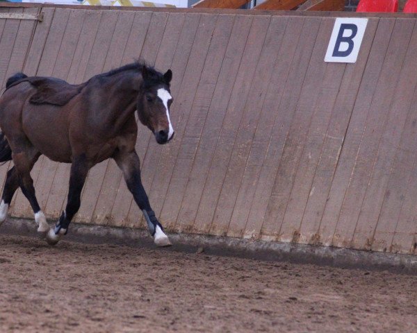 Pferd Romeo (Welsh Pony (Sek.B), 2003, von Mahrdorf Regent)