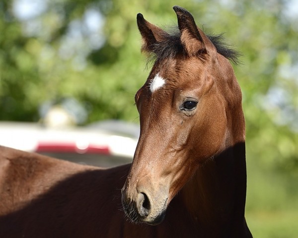 jumper CALOU US (Holsteiner, 2019, from Casall Ask)
