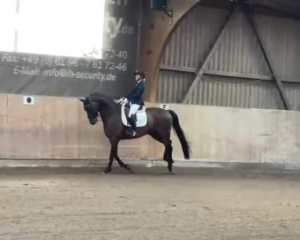 Reitturnier Trebur/Gut Berlenhof 2021