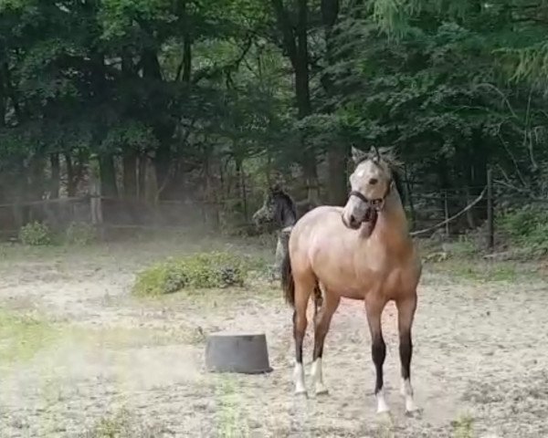 horse Just Amazing (German Riding Pony, 2019, from Jonker's Socrates)