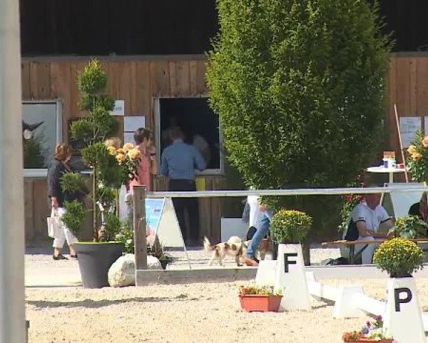 Dressurturnier Brunnthal-Riedhausen 2015