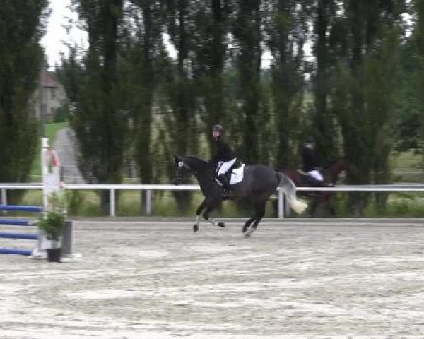 Reit-und Springturnier Dortmund West 2015