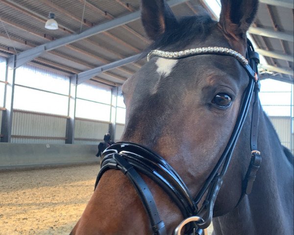 horse Schlumpfine (Oldenburg, 2017, from Show Star)