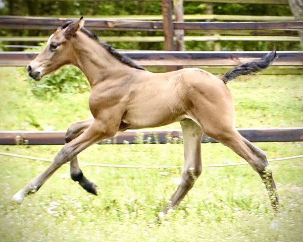 stallion Coureur (Westphalian, 2020, from Chubakko)