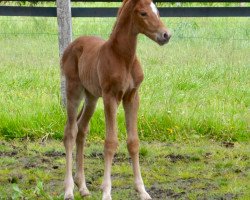 Springpferd Donthago S (Holsteiner, 2020, von Don van het Parelshof Z)