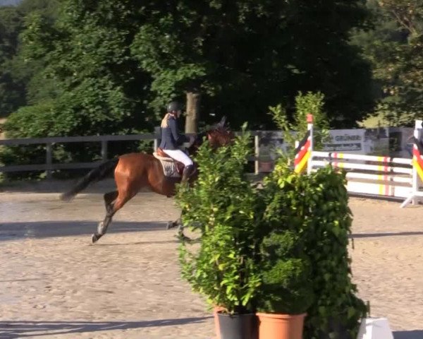 Reitturnier Kalenborn Hegehof 2015