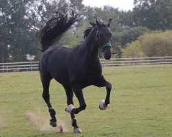 horse Fidelio 319 (Oldenburg, 2012, from Fürstenball)