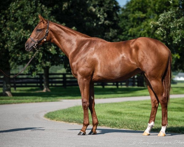 horse Hengst von Curlin xx (Thoroughbred, 2019, from Curlin xx)