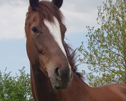 Cheval de dressage Descara W (Hanovrien, 2015, de Dr. Watson)