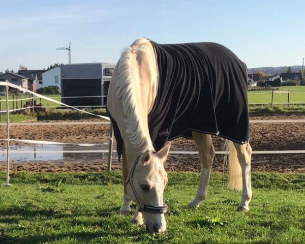dressage horse Whity B (German Riding Pony, 2008, from White Gold B)