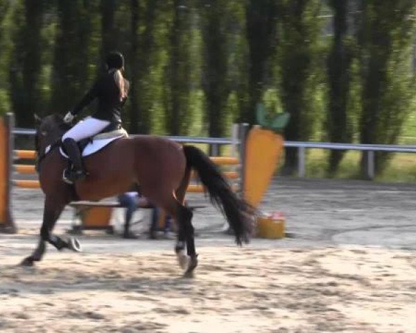 Reit-und Springturnier Dortmund West 2015