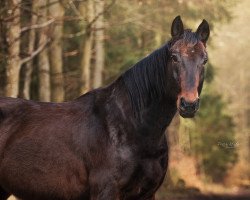 Cavallo Efendi Flip (Hannoveriano, 2007, di Euroking)