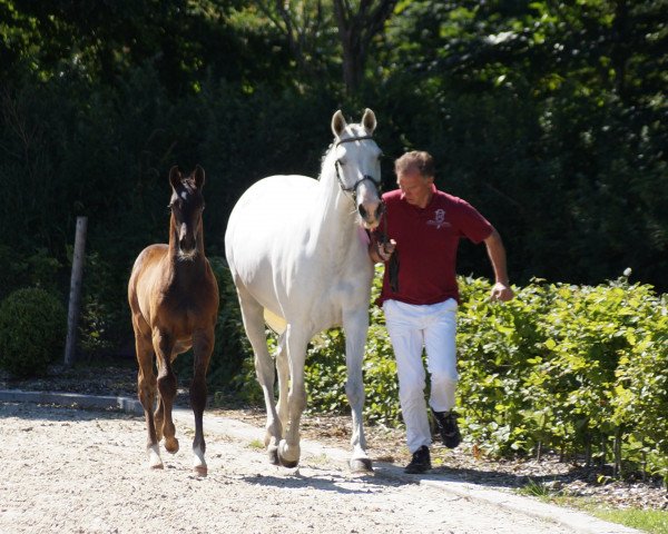 Zuchtstute Zaire (Holsteiner, 2007, von Cassini I)