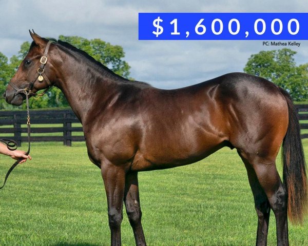 horse Hengst von Quality Road xx (Thoroughbred, 2020, from Quality Road xx)