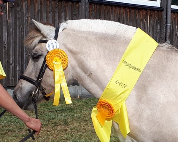 broodmare Ida (Fjord Horse, 2015, from Tsjalle)